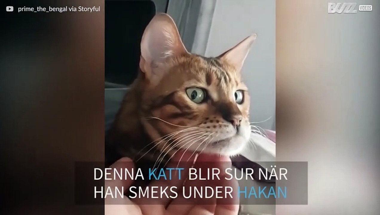 Katt gör en grimas när den blir kliad under hakan