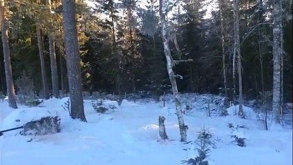 Man Cuts Down Tree With Shotgun