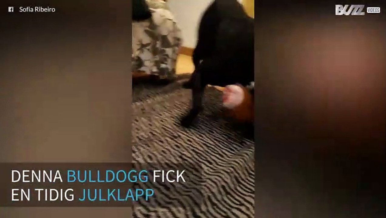 Hund blir exalterad över att få en leksak i julklapp