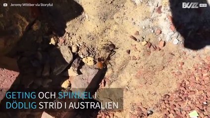 Geting vs Spindel: vem vinner den dödliga striden?