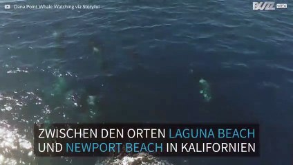 Gruppe von Orcas in Kalifornien gesichtet