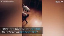 Glada, skuttande, bebisgetter är goda vänner