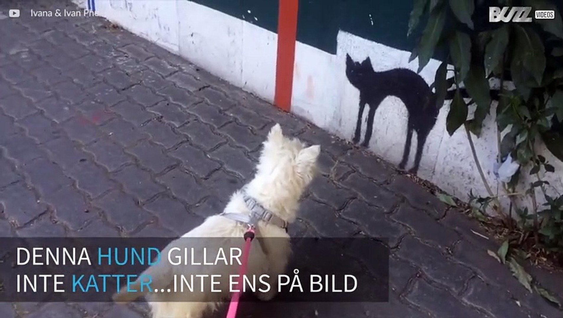 Hund blir rädd för en bild av en katt - video Dailymotion