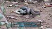 Extrem giftige Schlangen kämpfen in Australien