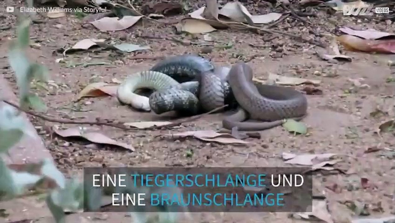 Extrem giftige Schlangen kämpfen in Australien