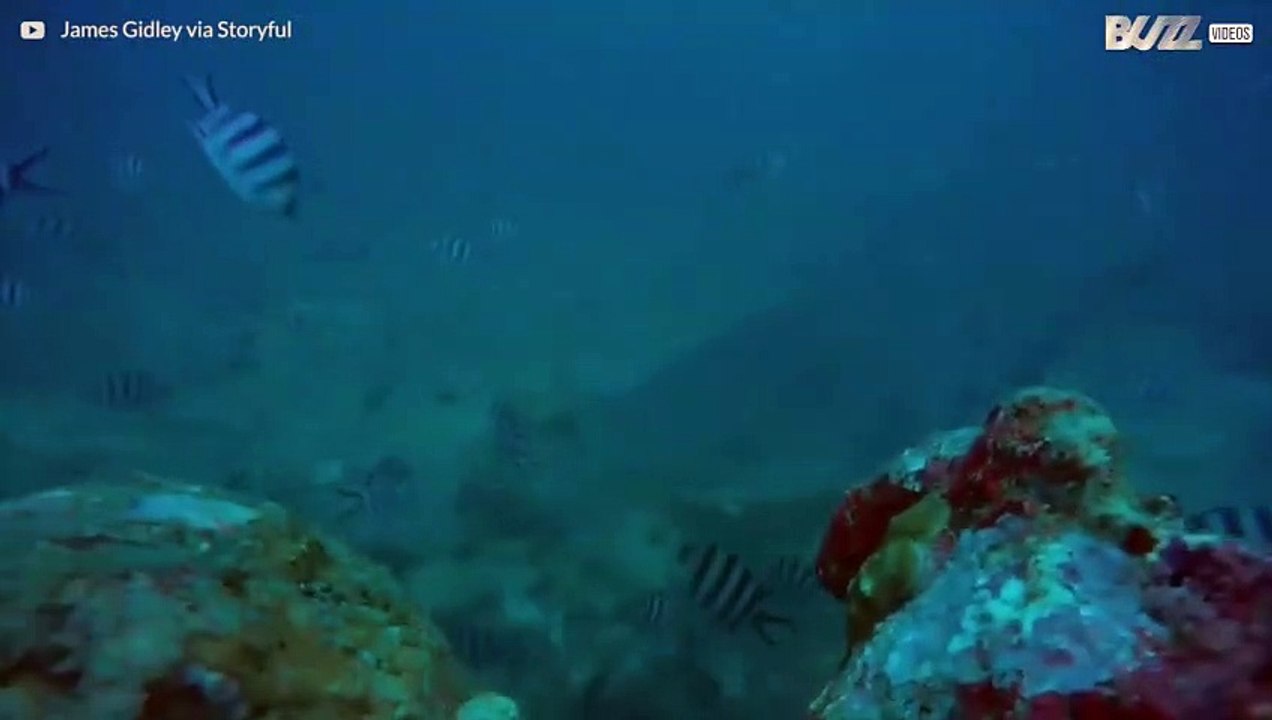 En orädd dykare simmar nära hajar i Fiji