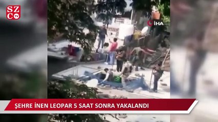 Hindistan'da şehre inen leopar 5 kişiyi yaraladı