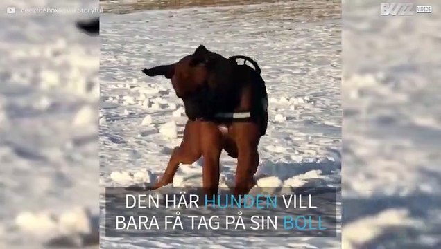 Hund använder sin egen teknik för att få ut en snöboll ur snön