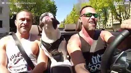 Singende Bulldogge