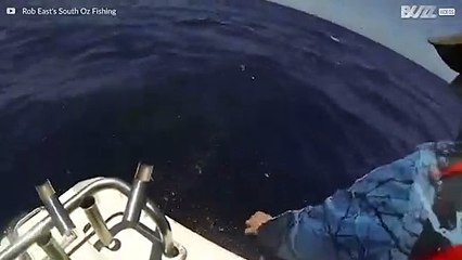 Fiskare i Australien omringade av hajar