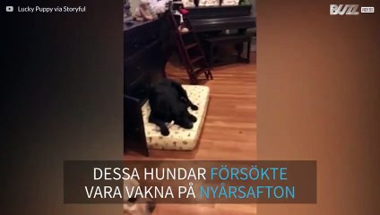 Ett dussintals hundar som inte kunde stanna uppe till tolvslaget