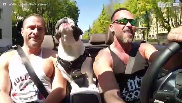 Den underbara bulldogen som älskar att sjunga