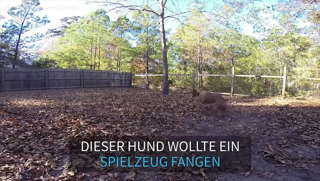 Dieser Hund hat den Ball sowas von nicht gefangen!