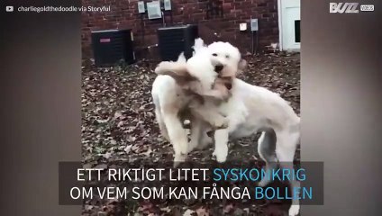 Hundar kolliderar mitt i luften när de leker