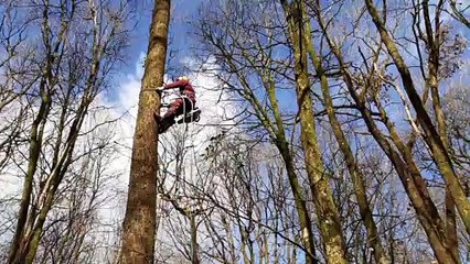 Forêt de Paimpont - Un arbre pour la cathédrale Notre-Dame de Paris