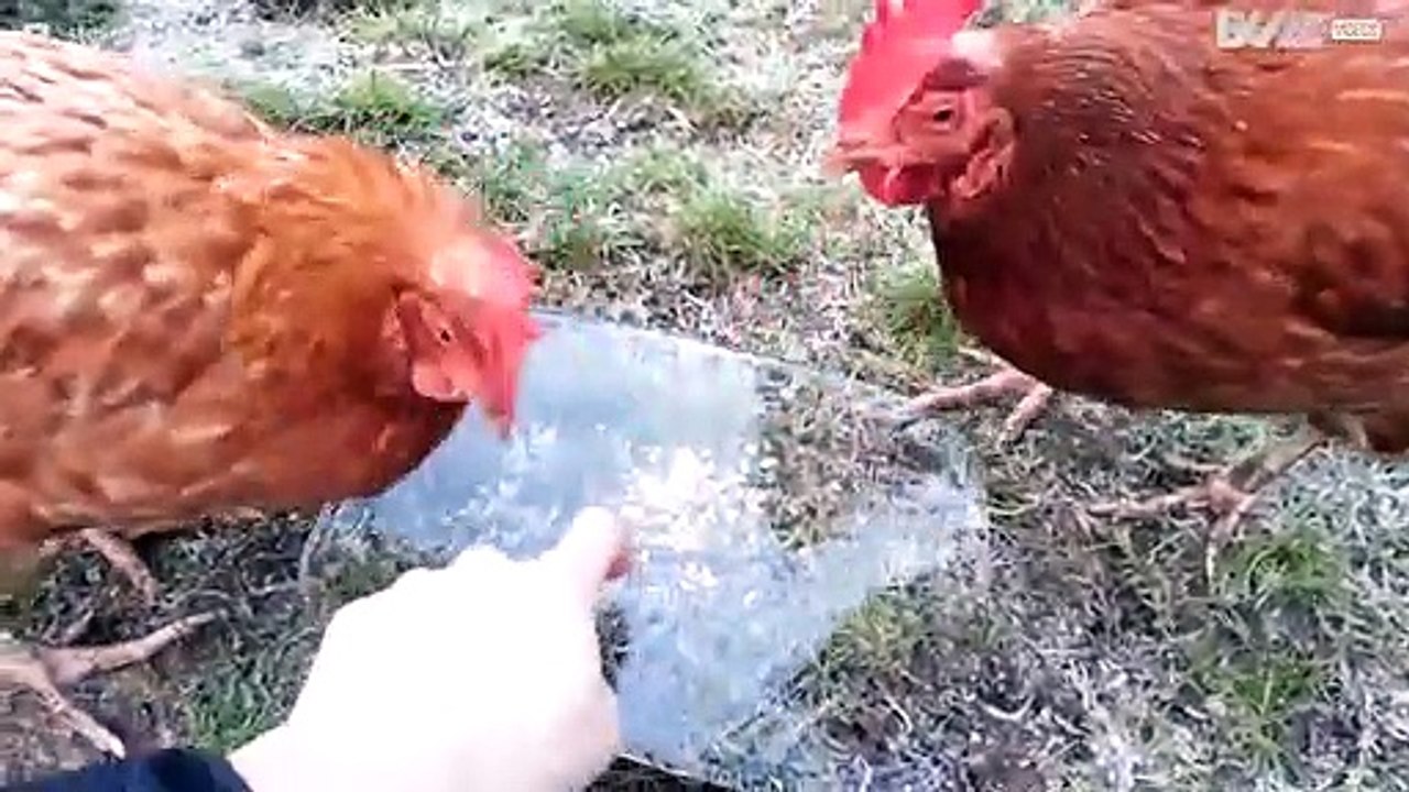 Eis führt Hühner in die Irre