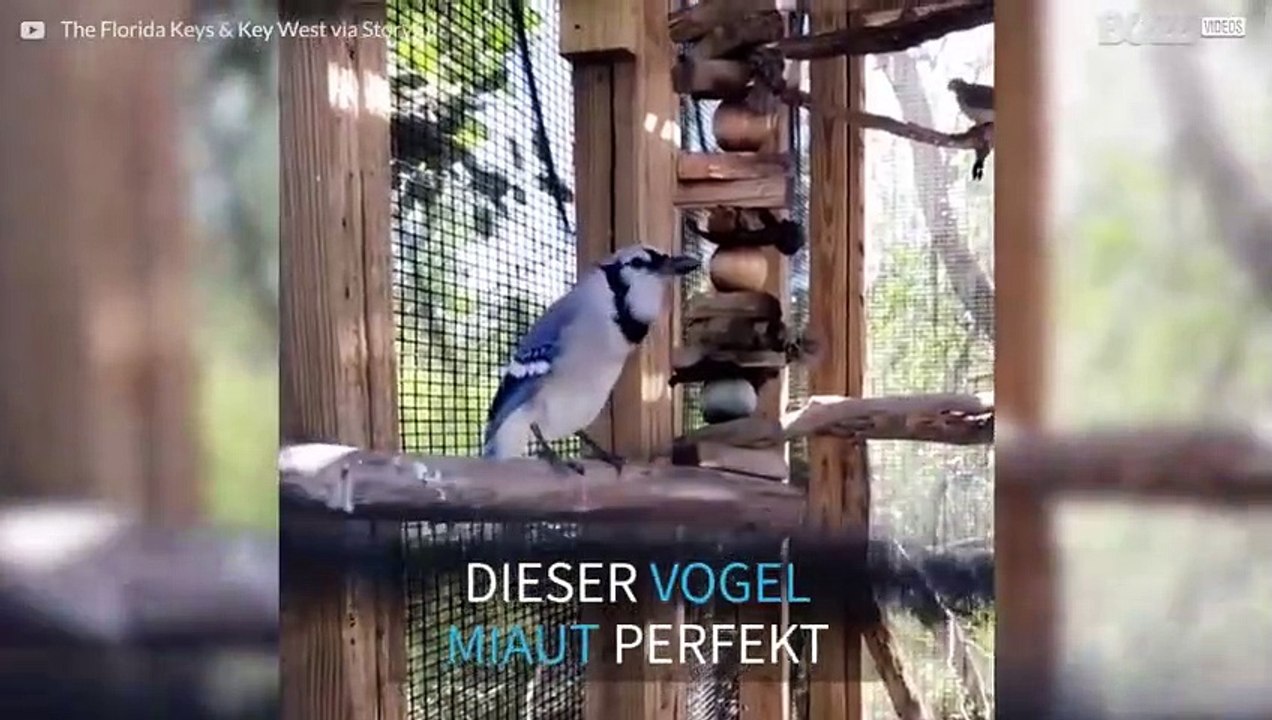 Mauzender Vogel