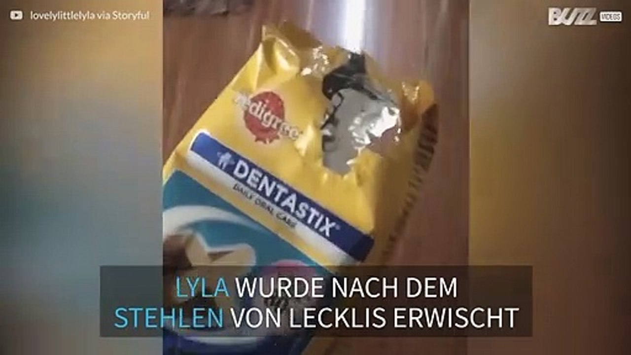 Diebischer Husky wird überführt