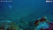 Mutiger Taucher schwimmt neben riesigen Haien auf Fiji