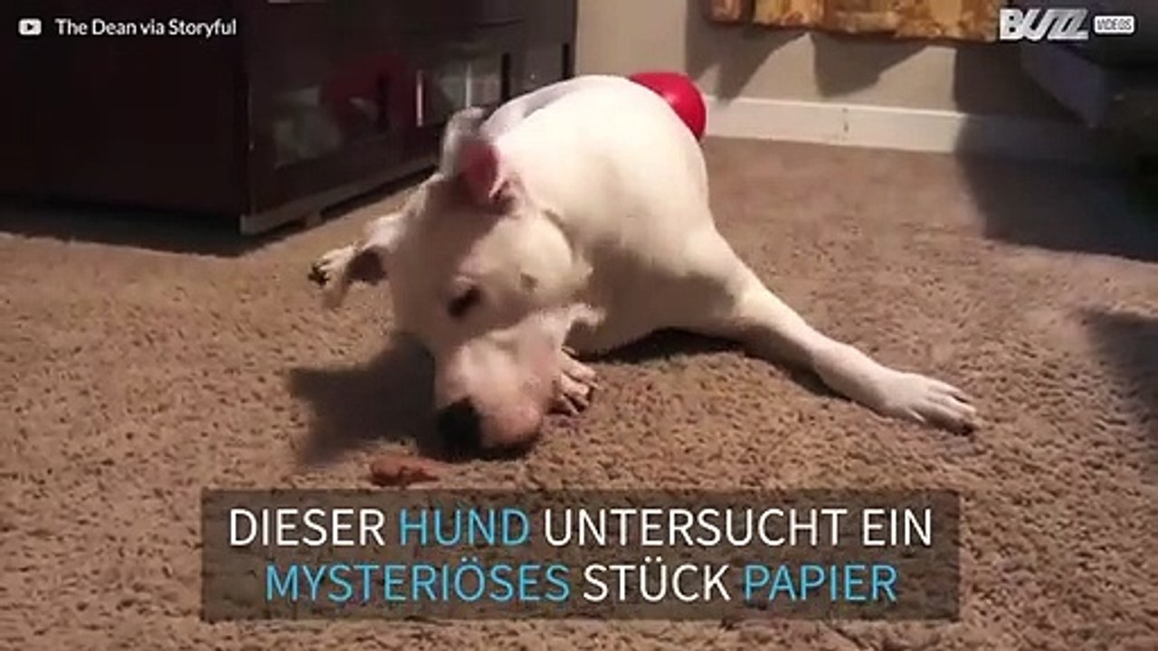 Pitbull trifft auf Papier