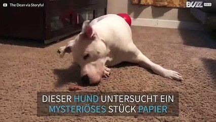 Pitbull trifft auf Papier