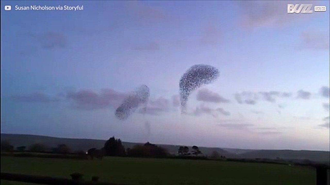 En flock fåglar dansar över himlen i Irland