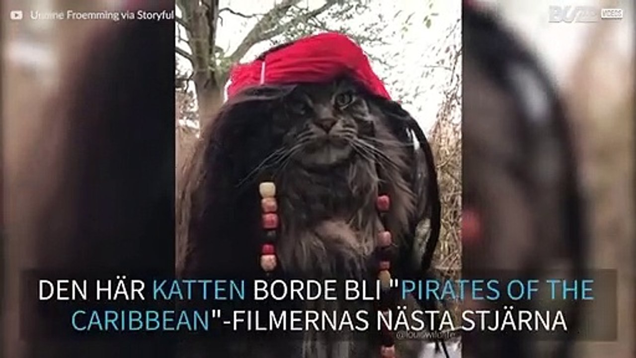 Den här katten kan bli "Pirates of the Caribbean"-filmernas nästa stjärna!