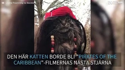 Den här katten kan bli "Pirates of the Caribbean"-filmernas nästa stjärna!