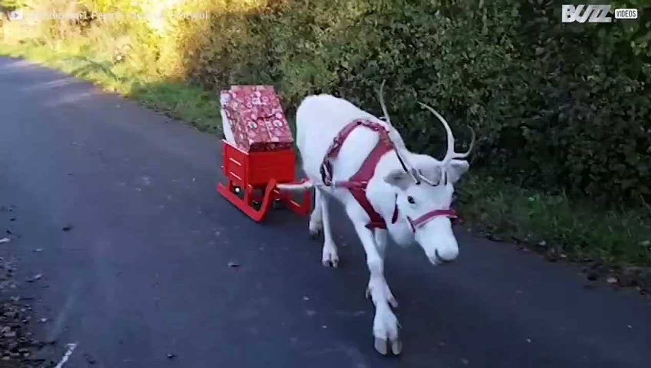 Weißes Rentier bringt Weihnachtsgeschenke in Deutschland