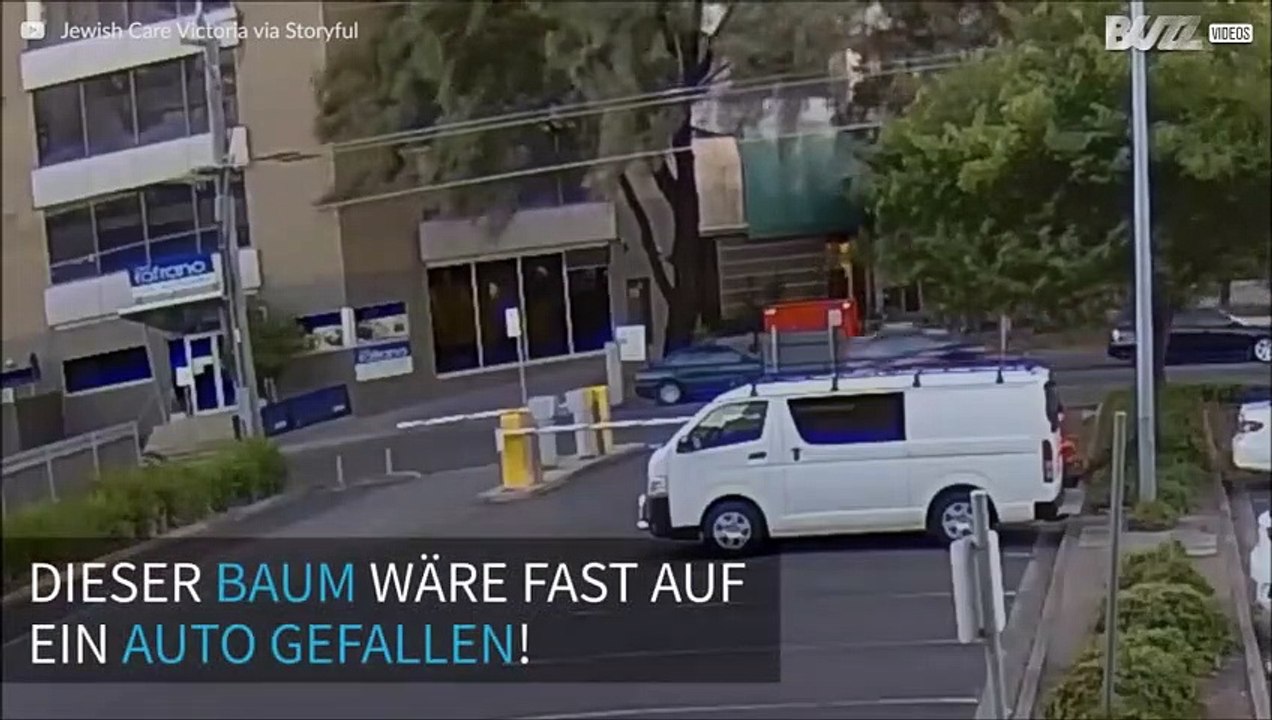 Baum fällt fast auf fahrendes Auto