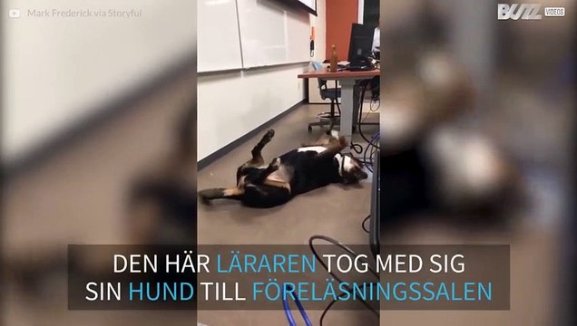 Universitetslärare tar med sin hund in i provsalen för att lugna ner sina elever