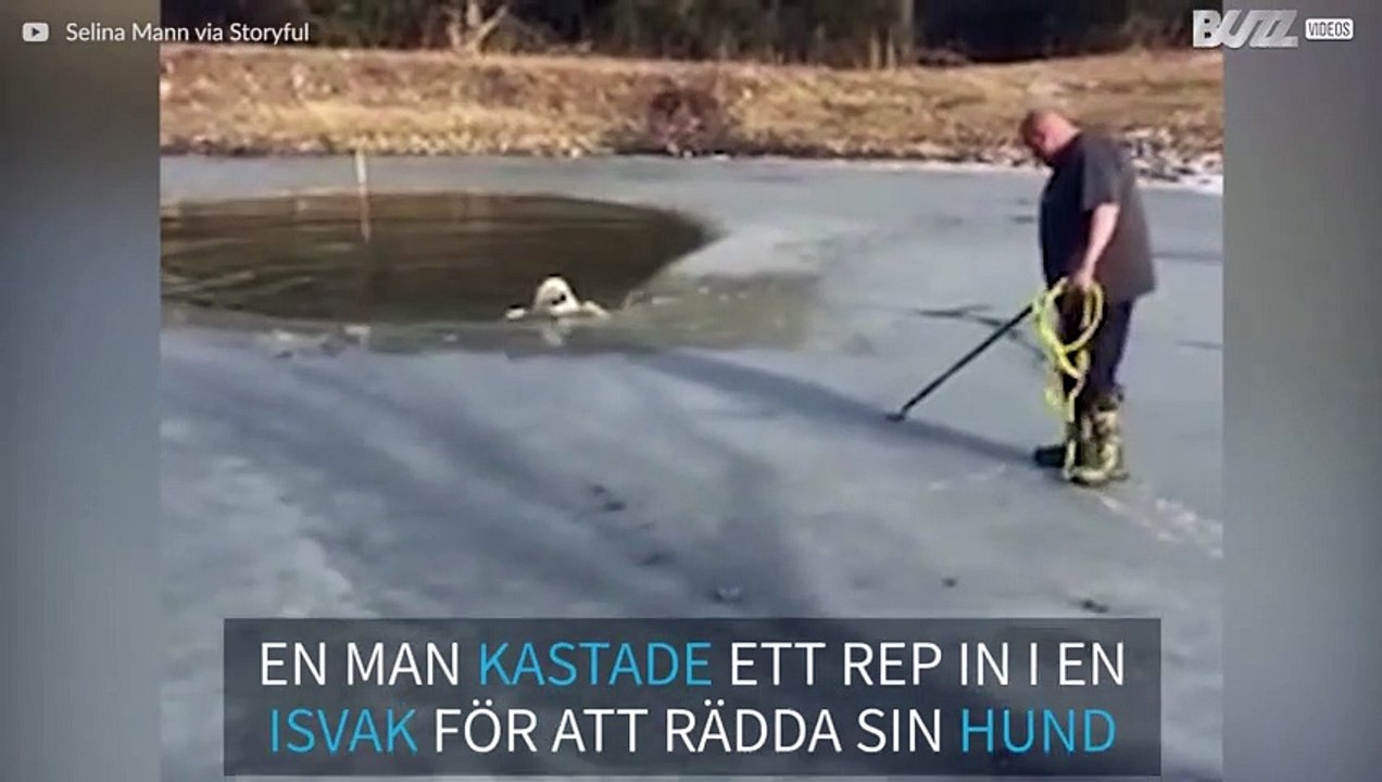 Smart hund tar sig upp ur en vak med hjälp av ett rep