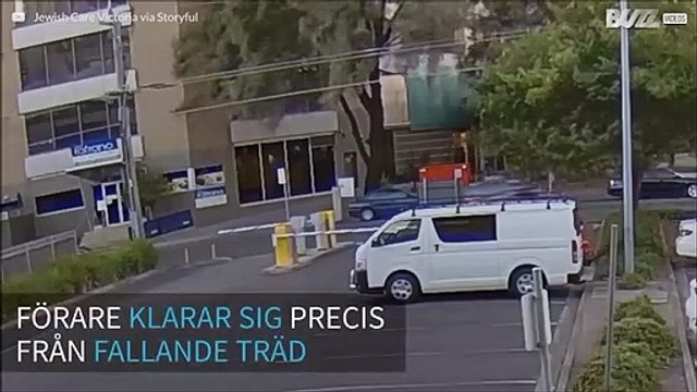 Förare klarar sig precis från ett fallande träd i Australien