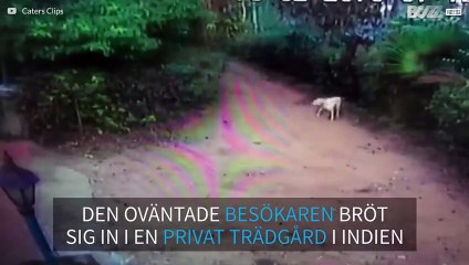 Bebiselefant bryter sig in i ett hus trädgård i Indien