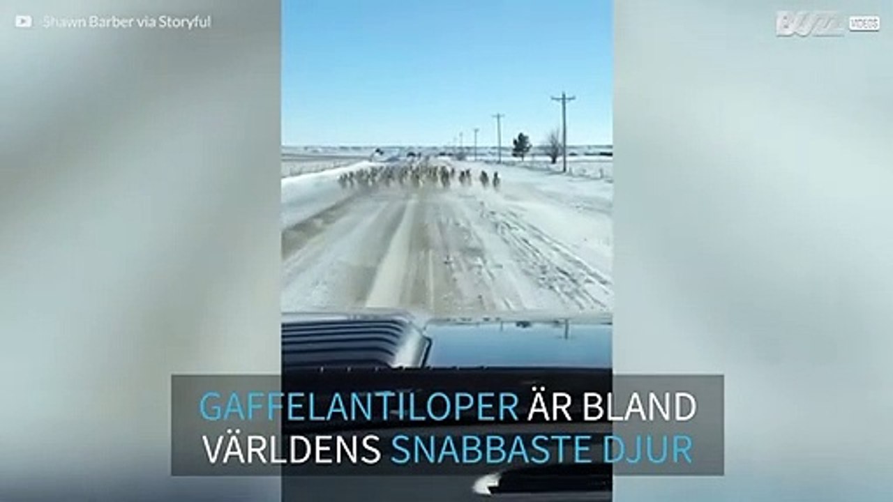 Snabb antilophjord filmas när de springer i full hastighet