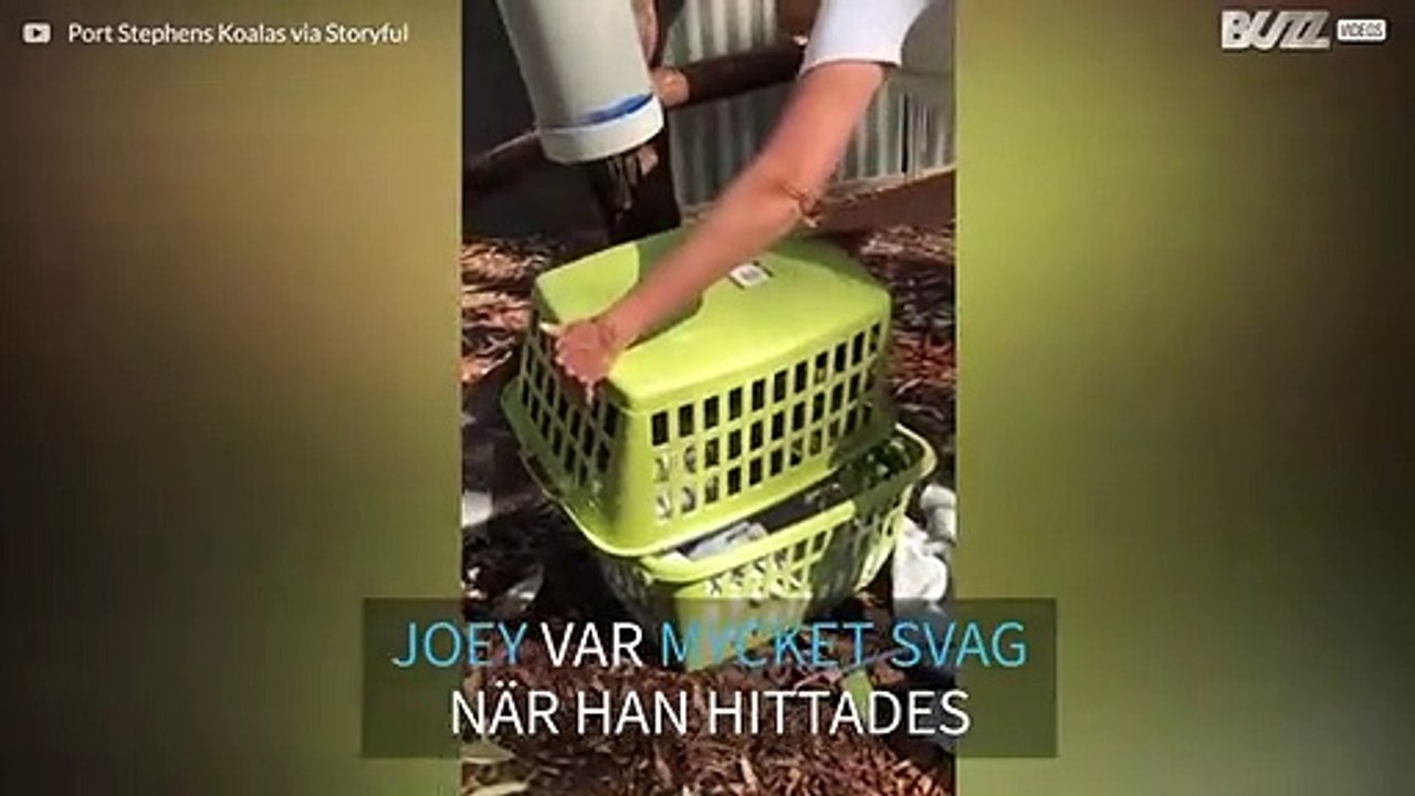 Räddad koala har blivit helt återställd