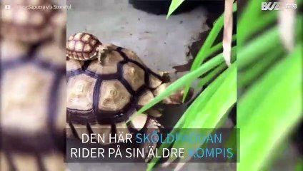 Bebissköldpadda rider på en vuxen sköldpadda