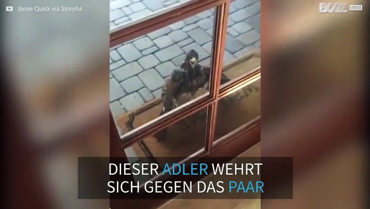 Adler trotzt bellendem Hund