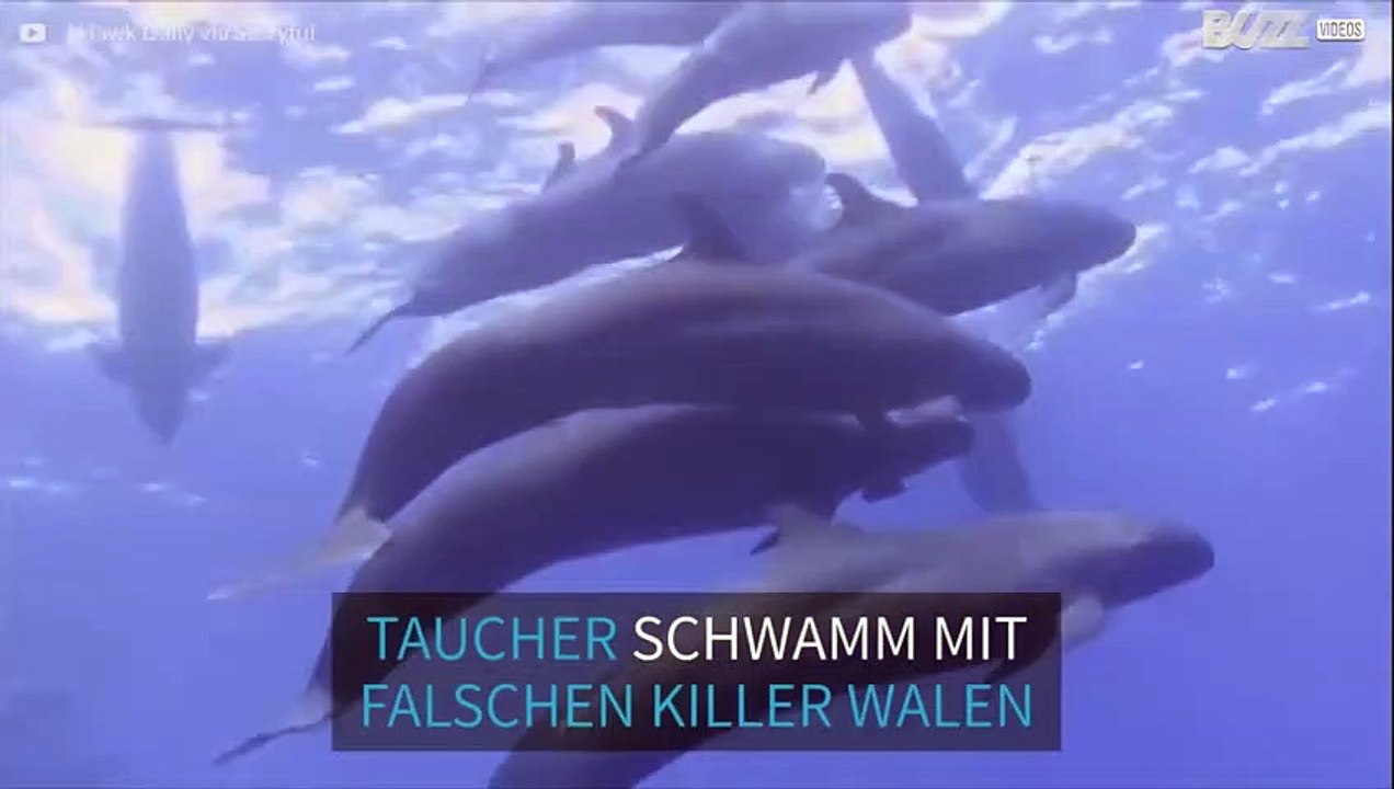 Taucher schwimmt mit einer Gruppe falscher Killer Wale