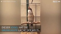 Dieser Vogel hat die gruseligste Lache der Welt