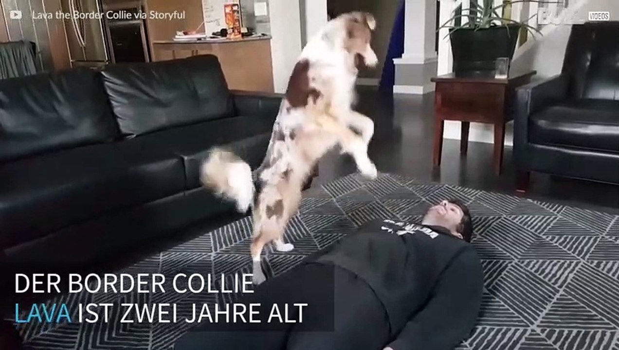 Hund macht Erste-Hilfe-Kurs