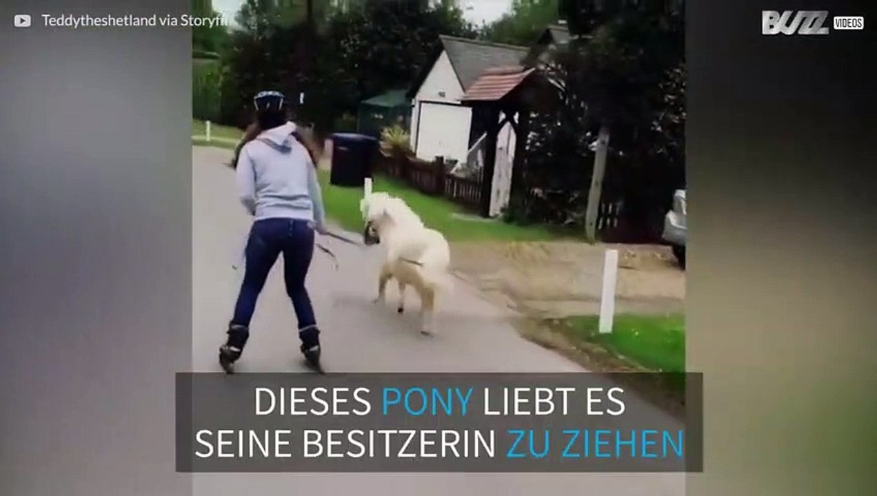 Pony als Zugpferd!