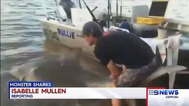 بالفيديو أسترالية تصطاد سمكة قرش مفترسة طولها 3 أمتار