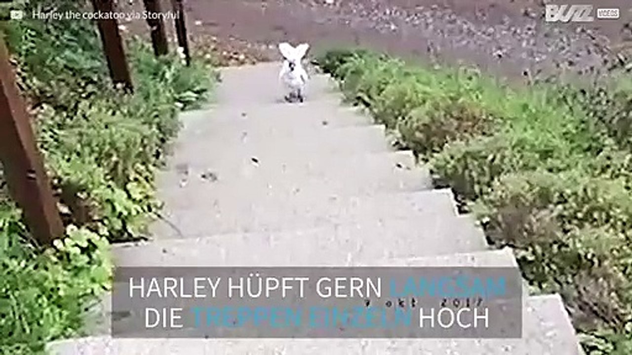 Kakadu beim Treppensteigen