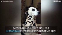 Dieser moderne Hund erobert Instagram