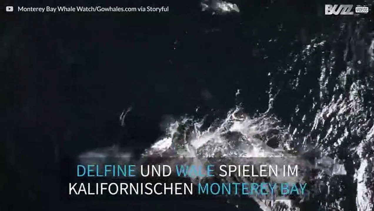 Delfin und Wal spielen in ungewohnter Einigkeit zusammen