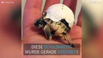 Baby-Schildkröte kommt nicht aus der Schale