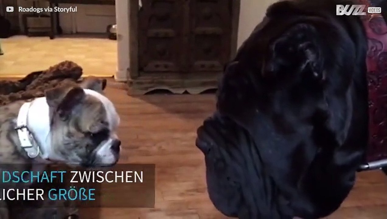 Bulldoggen Welpen und riesige neapolitanische Mastiff sind beste Freunde