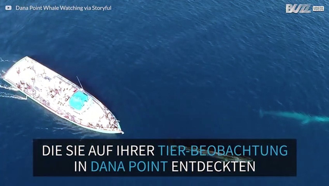 Tourist entdeckt zwei riesige Wale in Kalifornien