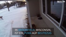 Puma auf einer Veranda in den USA gesichtet